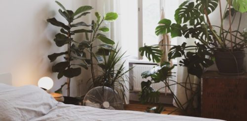 Benefits Of House Plants In The Bedroom