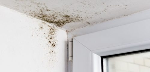 Mold in bedroom ceiling and wall